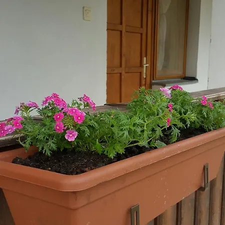 Elo Tisza Vendeghaz * Nagykoru