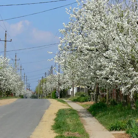 élő Tisza * Nagykörű
