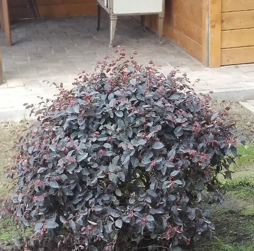 Elo Tisza Vendeghaz Pensionat 3*